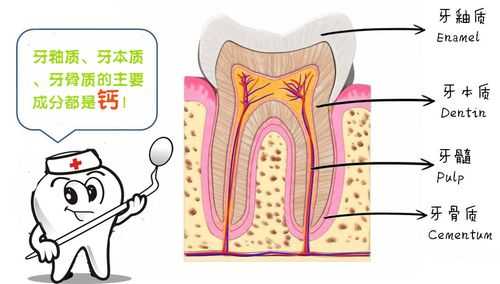 牙釉质是钙和磷酸盐组成（牙釉质是钙和磷酸盐组成的吗）