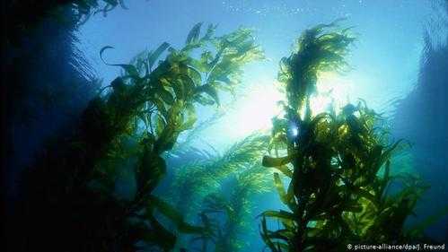海藻能吸收磷酸盐吗（海藻能提供氧气吗）