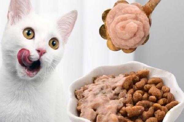 猫吃了防腐剂吃了会怎么样 猫咪吃食品防腐剂