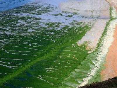 磷酸盐会形成蓝绿藻