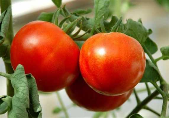 酸度最高的番茄品种