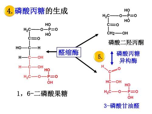 羟醛磷酸盐（羟基磷酸钙的作用和功效）