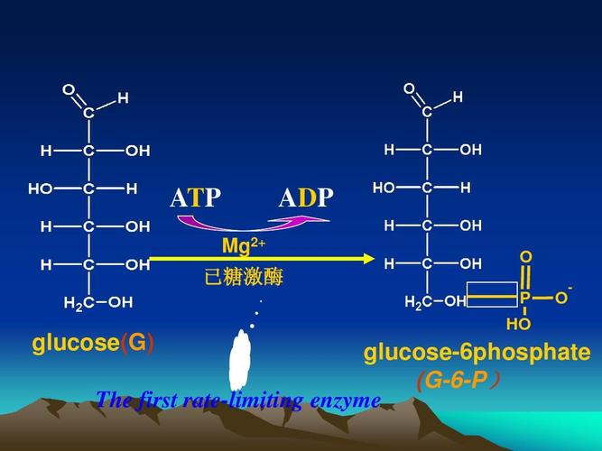 adp与磷酸结合生成atp属什么反应 adp是有机磷酸盐吗