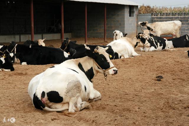 高产奶牛饲料磷缺乏时,最可能出现的症状是 奶牛产奶磷酸盐超标原因