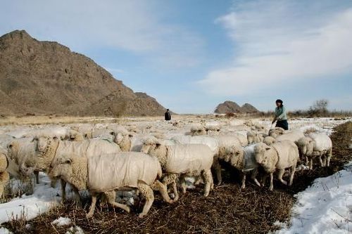新疆羊毛多少钱一斤