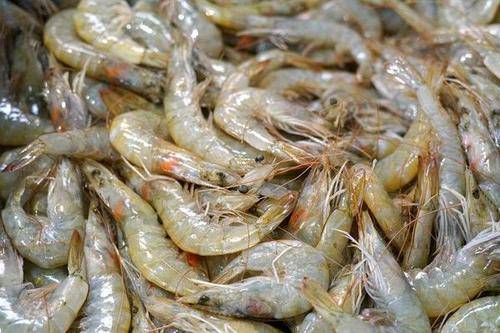 在虾中加入磷酸盐煮虾会死吗_虾塘磷酸盐多少才正常