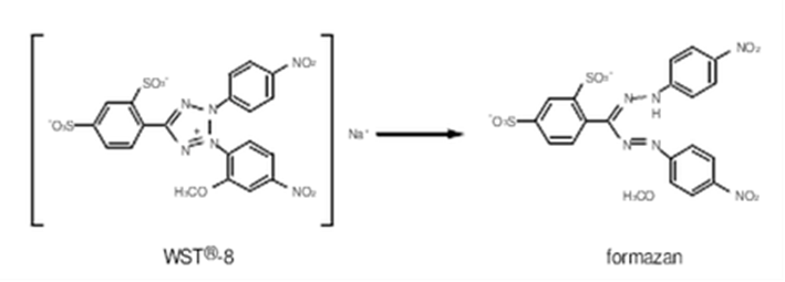 对硝基苯基磷酸盐底物的作用 对硝基苯基磷酸盐底物
